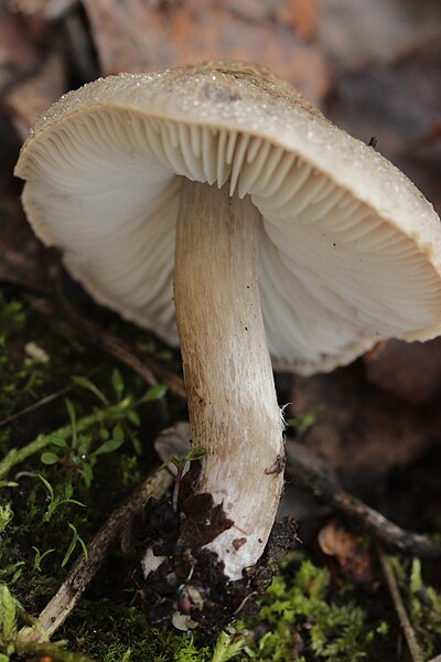 File:Tricholoma scalpturatum (38491156056).jpg