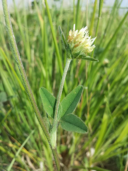 File:Trifolium ochroleucon sl19.jpg