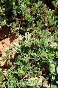 Trifolium striatum kz1.jpg