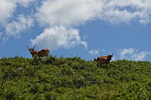 Grazing cattle. Trilho Corno de Bico IX (50324923256).jpg