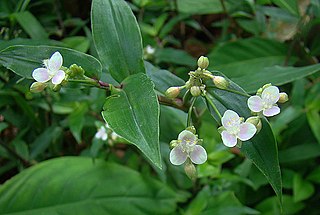 <i>Tripogandra</i> Genus of flowering plants