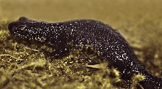 Great crested newt TriturusCristatus.jpg