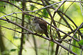 Magee Marsh, Ohio