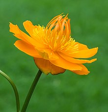 Trollius chinensis 'Golden Queen', opvallende bloem bertemu warme oranjeachtige kleur. Locatie, Tuinreservaat Jonkervallei 04.jpg