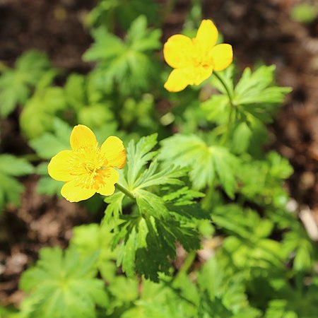 Trollius vaginatus