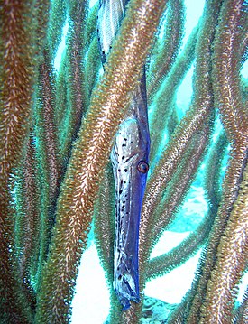 Aulostomus maculatus