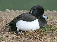 Duck, Tufted ♂ Aythya fuligula