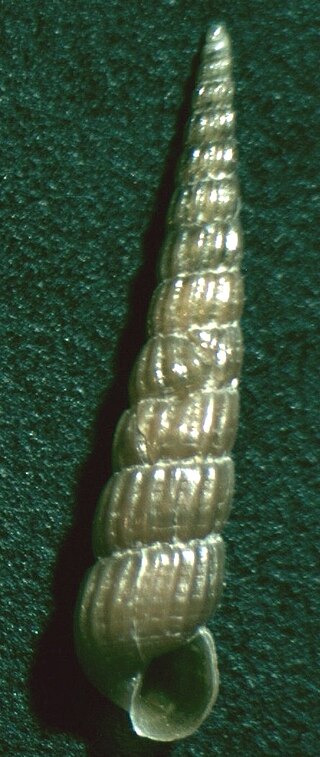 <i>Pyrgiscus rufus</i> Species of gastropod