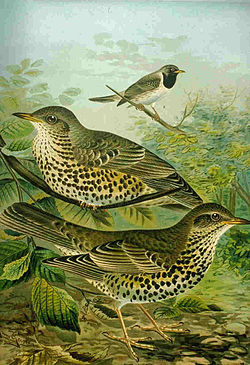 Turdus viscivorus NAUMANN.jpg