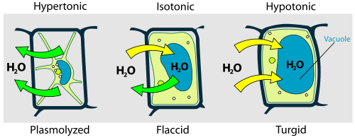 yeast cell diagram gcse