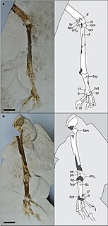 <i>Ueekenkcoracias</i> Extinct genus of birds