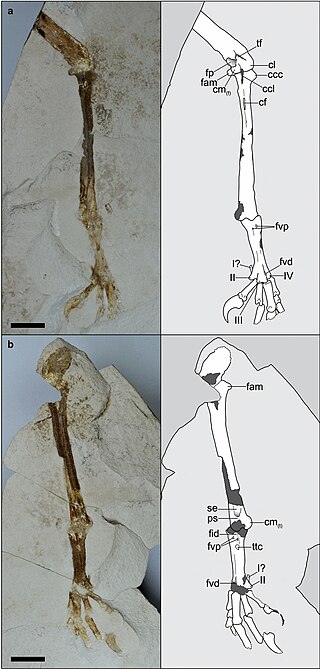 <i>Ueekenkcoracias</i> Extinct genus of birds