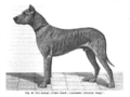 Ulmer Hund, sogenannte Deutsche Dogge 1900.png