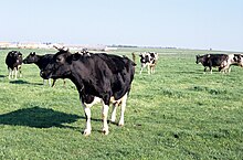 Photographie de plusieurs vaches.