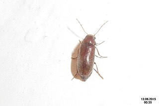 <i>Ernobius abietis</i> Species of beetle