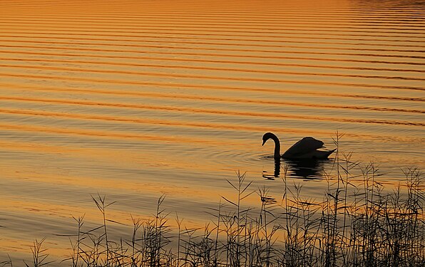 Mute svan and shallow water waves on the Grabow Bodden at sunset, Northeastern Germany