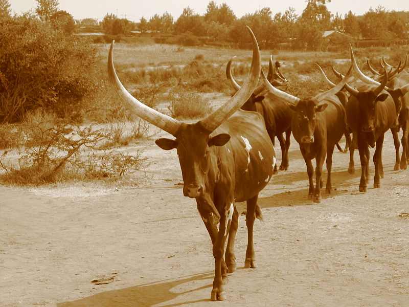 File:Vache de Nyagatare 8.JPG