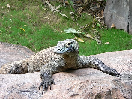 Komodo dragon, Varanus komodoensis, rarely reproduces offspring via parthenogenesis.