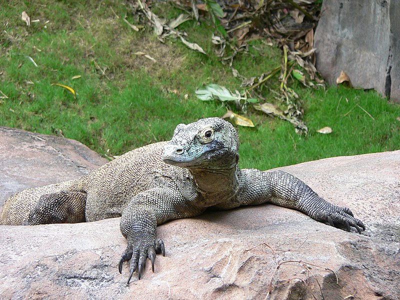 File:Varanus komodoensis5.jpg