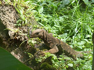 <i>Varanus spinulosus</i> Species of lizard