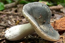 Variable Russula.jpg