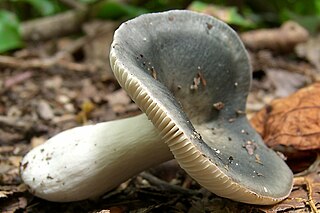 <i>Russula variata</i>