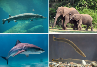 Vertebrate Subphylum of chordates with backbones