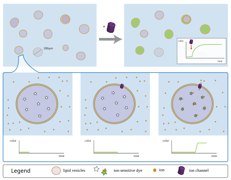 Vesicle-based assay for ion channels. Ion transporter induces an all-or-none change at the level of the individual vesicle, culminating in a macroscopic time-course that is dependent on transporter activity and concentration. Vesicle technique.svg