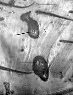 <i>Vetufebrus</i> Extinct genus of single-celled organisms