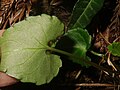 2021年6月29日 (火) 11:21時点における版のサムネイル