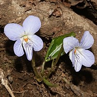 花より遅れて展開中の葉