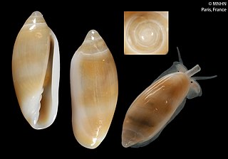 <i>Volvarina lineae</i> Species of gastropod