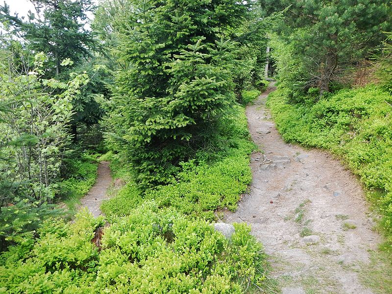 File:Wanderweg - panoramio (49).jpg