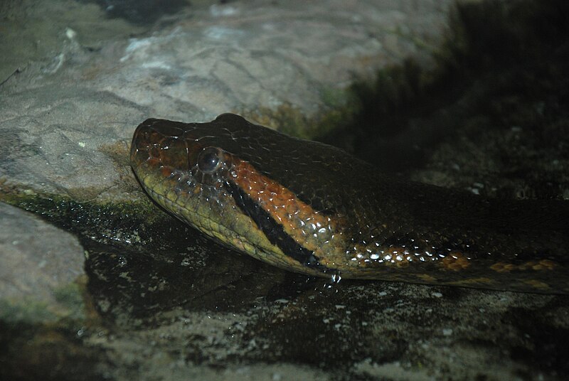 File:Washington DC Zoo - Eunectes murinus - 1.jpg