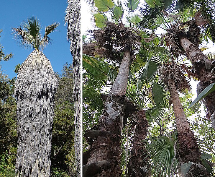 File:Washingtonia filifera (25002794705).jpg