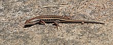 Wedge-snouted skink (Trachylepis acutilabris).jpg