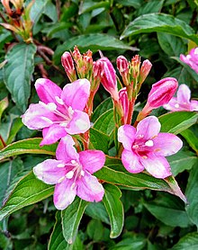 flower of weigela Weigela flower.jpg