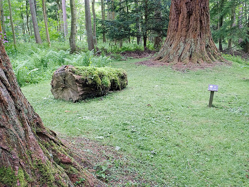 File:Wellingtonia, Tree Trail, Bowhill (geograph 4536866).jpg