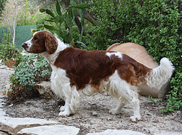 Welshe springerspaniël