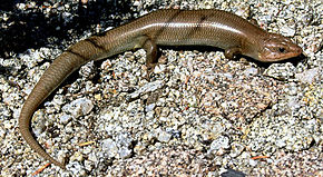 Western Red-tailed Skink.jpg resminin açıklaması.