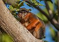 Western Red Colobus Monkey (32257813804).jpg
