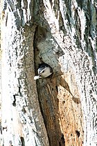 An adult removing a fecal sac from the nest.