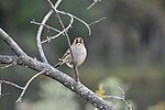 Thumbnail for File:White-crowned Sparrow looking at camera.jpg