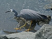 Heron, White-faced Egretta novaehollandiae