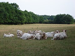 Sologne cows