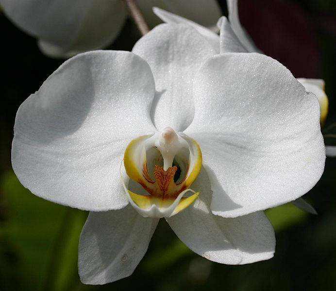 File:White Orchid.jpg