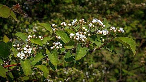 White flowers of a cotoneaster in Tuntorp