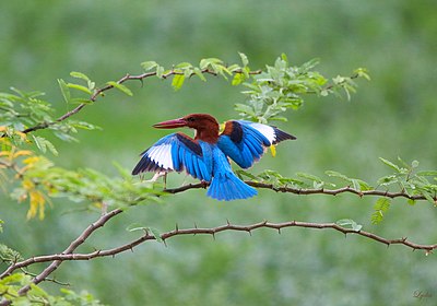 White throated Kingfisher di Nallagandla Lake.jpg