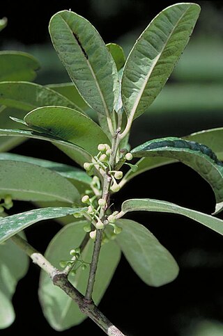 <i>Wilkiea rigidifolia</i> Species of tree