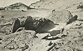 Dolmen fra Pointe aux Oies i Wimereux 1930